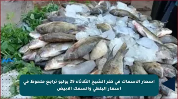 أسعار الأسماك في كفر الشيخ الثلاثاء 29 يوليو تراجع ملحوظ في أسعار البلطى والسمك الأبيض